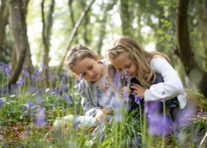 easter bluebells